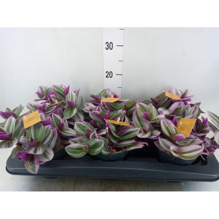 <h4>Tradescantia cerinth. 'Nanouk'</h4>