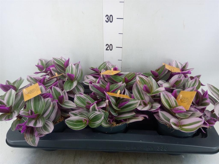 <h4>Tradescantia cerinth. 'Nanouk'</h4>