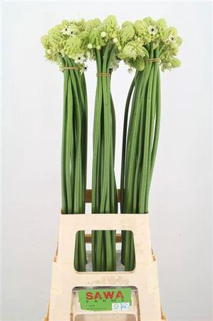 <h4>Ornit Saundersiae 85cm</h4>