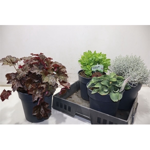 arr8 Vaste Plant Gem 4 So