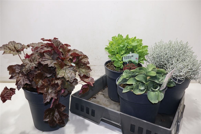 <h4>arr8 Vaste Plant Gem 4 So</h4>