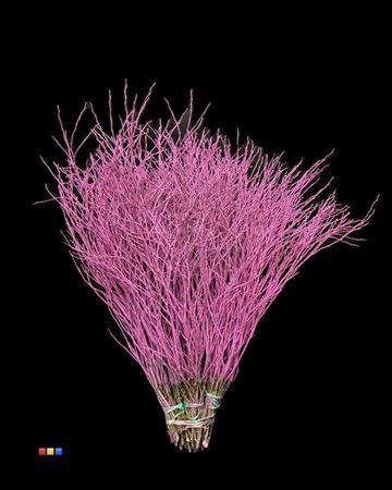 <h4>Vaccinium / Heidelbeer Cerise</h4>