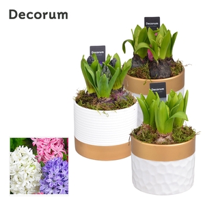 Hyacint Wit Goud Keramiek HL13220 [PURE]