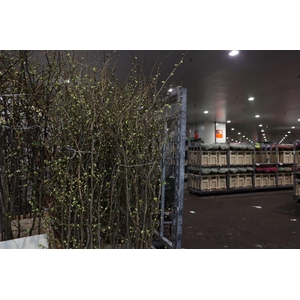 Corylopsis S Cynthia 180 200cm P St