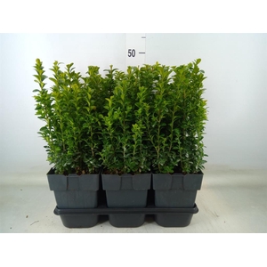 Buxus semp.   ...