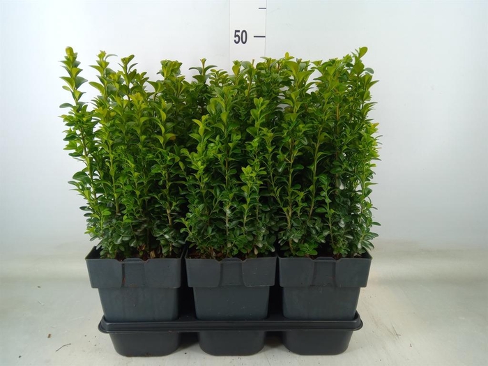 <h4>Buxus semp.   ...</h4>