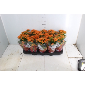 KALANCHOE P11 LARANJA
