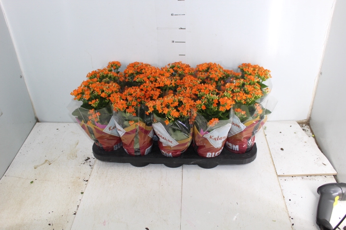 KALANCHOE P11 LARANJA