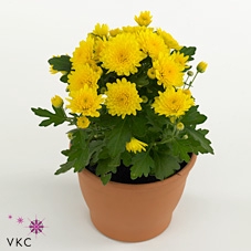 Chry Bl Beau Yellow