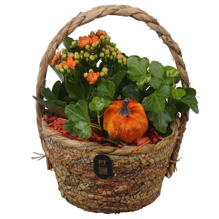 Arr.    Planten  L%