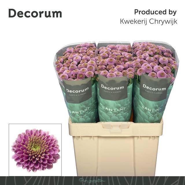 <h4>Chr San AAA Doria</h4>