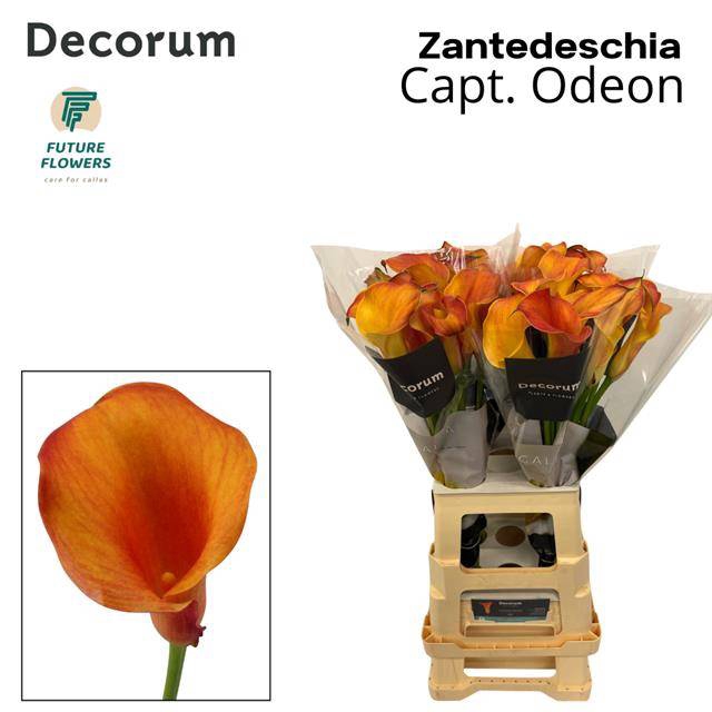 Zantedeschia captain odeon