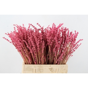 PF Lavender Bs Pink