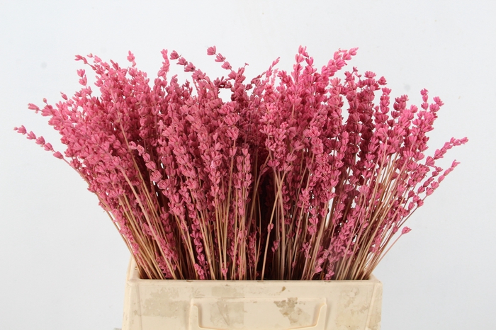 <h4>PF Lavender Bs Pink</h4>