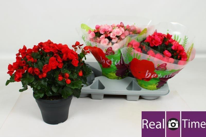 <h4>BEG EN BETULIA GEM</h4>