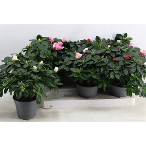 RHODO SI VOGEL MIX P14