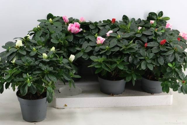 <h4>RHODO SI VOGEL MIX P14</h4>