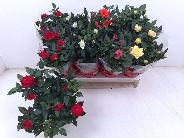 <h4>RO FAV RO GEM 5 SRT</h4>