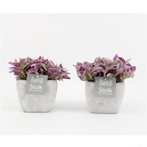 Tradescantia Sweetness 10,5 in vierkant Stone Look pot