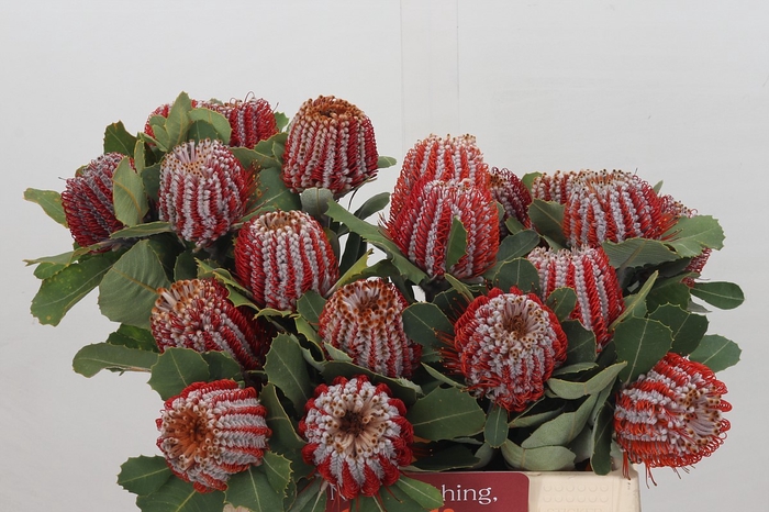 Banksia Coccinea