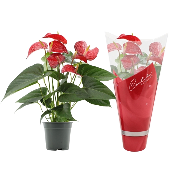 <h4>Anthurium Red Bull in Couture sleeve</h4>