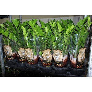 ZAMIOCULCAS P17