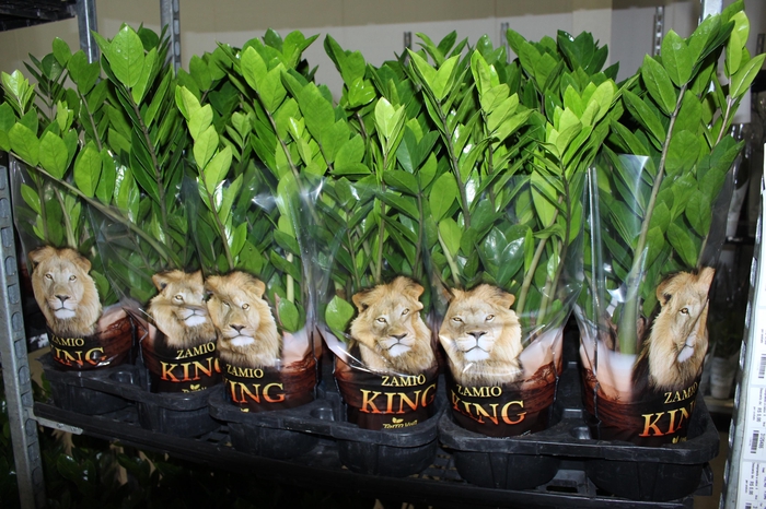 <h4>ZAMIOCULCAS P17</h4>