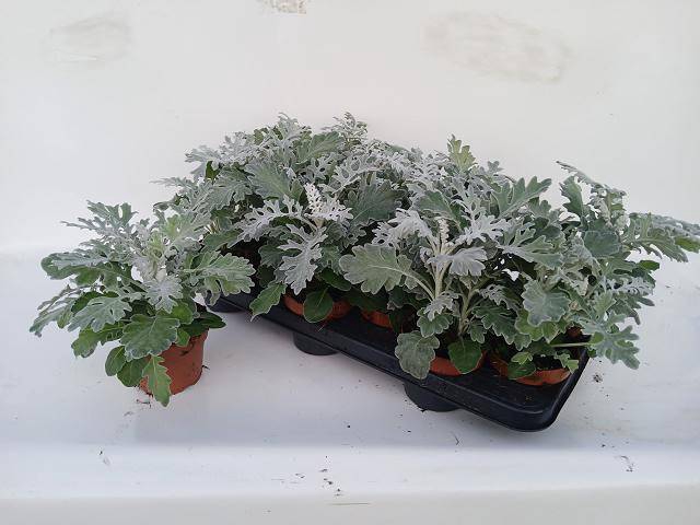 <h4>JACOBAEA MARITIMA</h4>