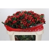Hypericum True Romance Spray