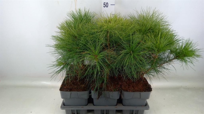 <h4>Pinus strobus</h4>