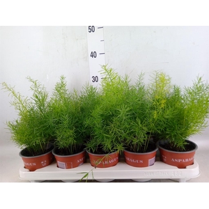 Asparagus dens. 'Sprengeri'