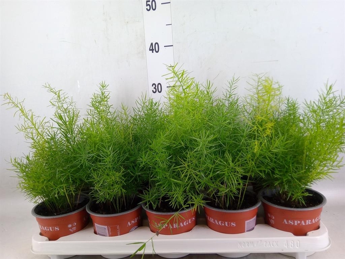 <h4>Asparagus dens. 'Sprengeri'</h4>