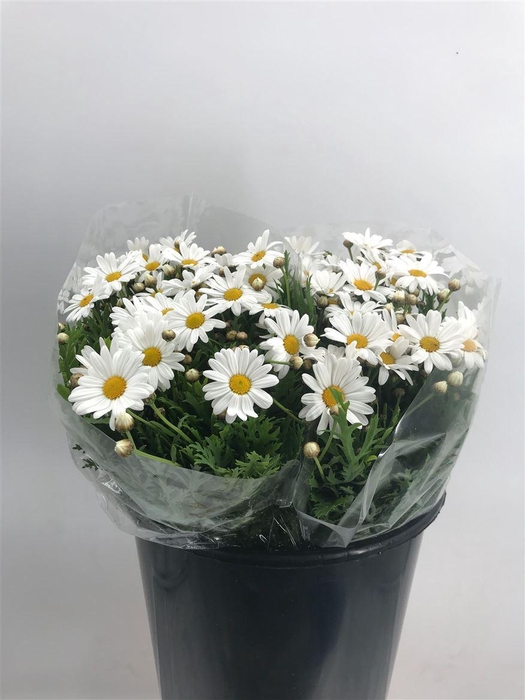 <h4>ARG LA RITA WHITE</h4>