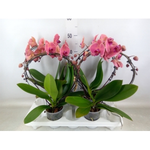 Phalaenopsis   ...