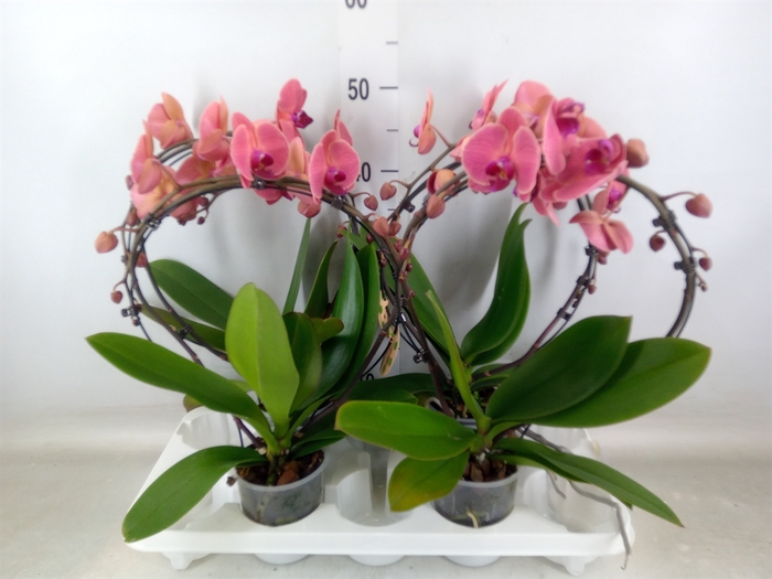 <h4>Phalaenopsis   ...</h4>