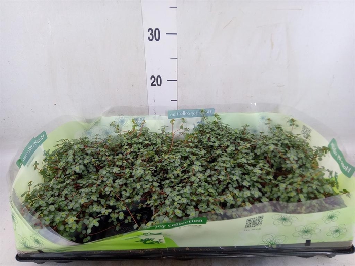 <h4>Pilea glaucophylla 'Greyzy'</h4>