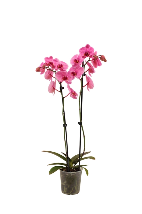 <h4>Phal I Am Pink 2T18+ Lang</h4>