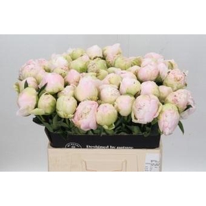 Paeonia Cheddar Cheese