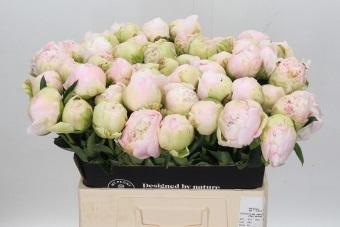 Paeonia Cheddar Cheese