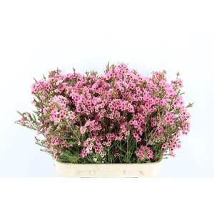 Chame Pink Sarahs Delight