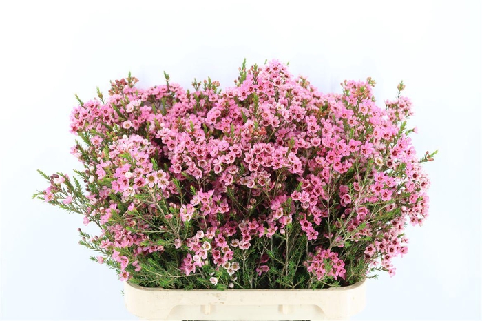 <h4>Chame Pink Sarahs Delight</h4>