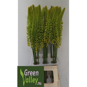 EREMURUS IMAGE