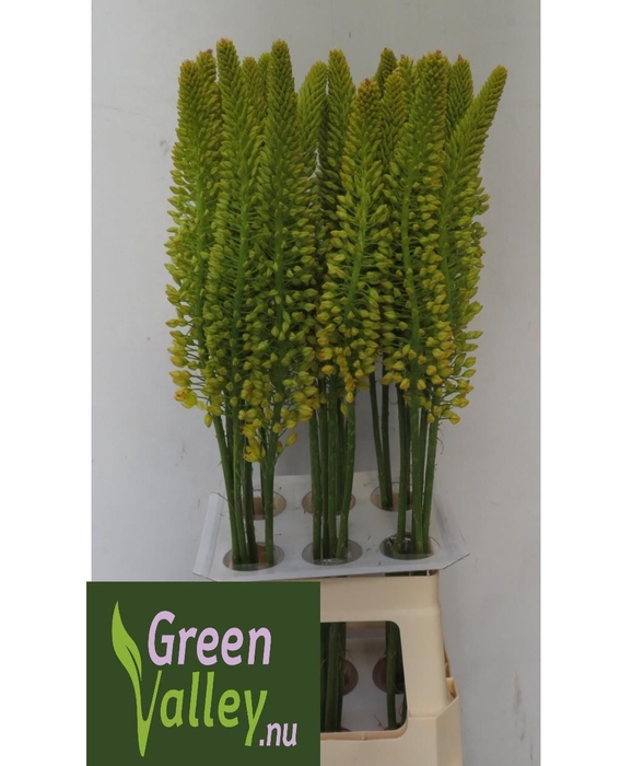 <h4>EREMURUS IMAGE</h4>