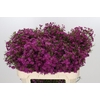 Chamelaucium Purple Rain
