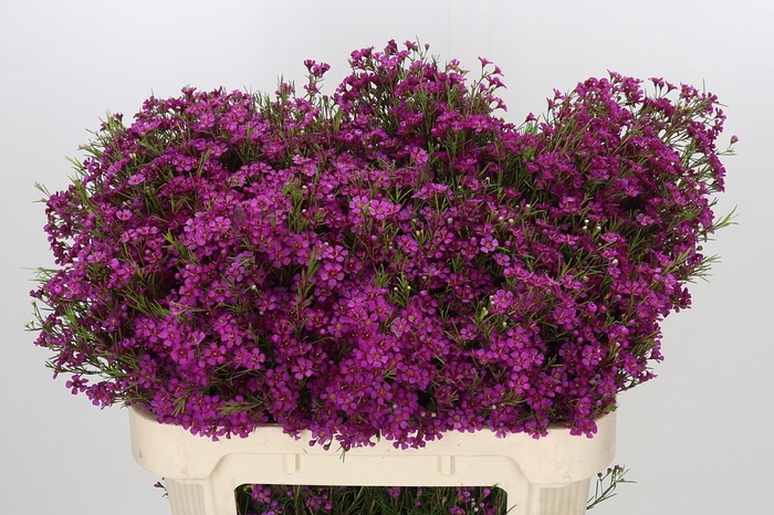 Chamelaucium Purple Rain