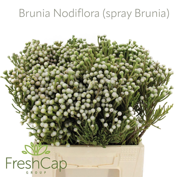 <h4>Brunia Nodiflora (spray Brunia)</h4>