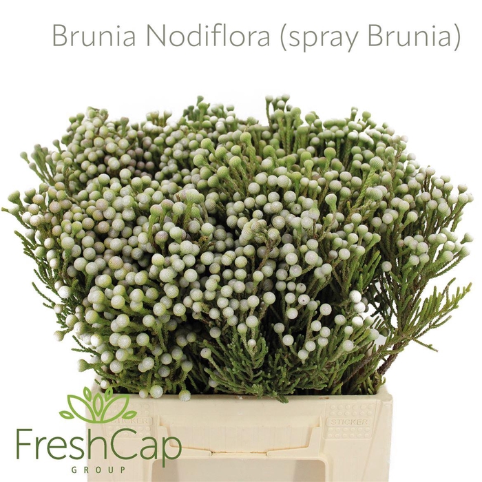 <h4>Brunia Nodiflora (spray Brunia)</h4>