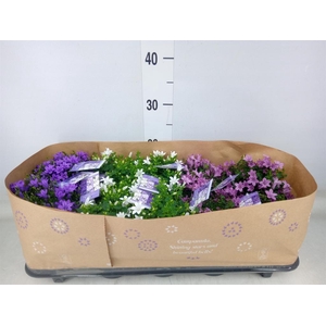 Campanula porten. 'Ambella'  ...mix