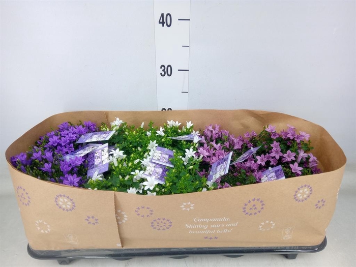 <h4>Campanula porten. 'Ambella'  ...mix</h4>