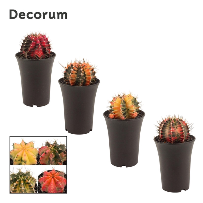 <h4>Gymnocalycium Cactus 11 cm Variegated(Decorum)</h4>